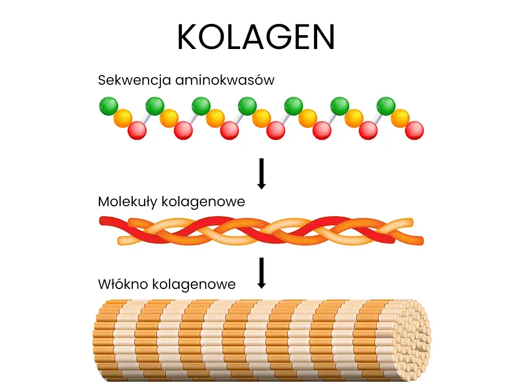 Zasada działania kolagenu w skórze
