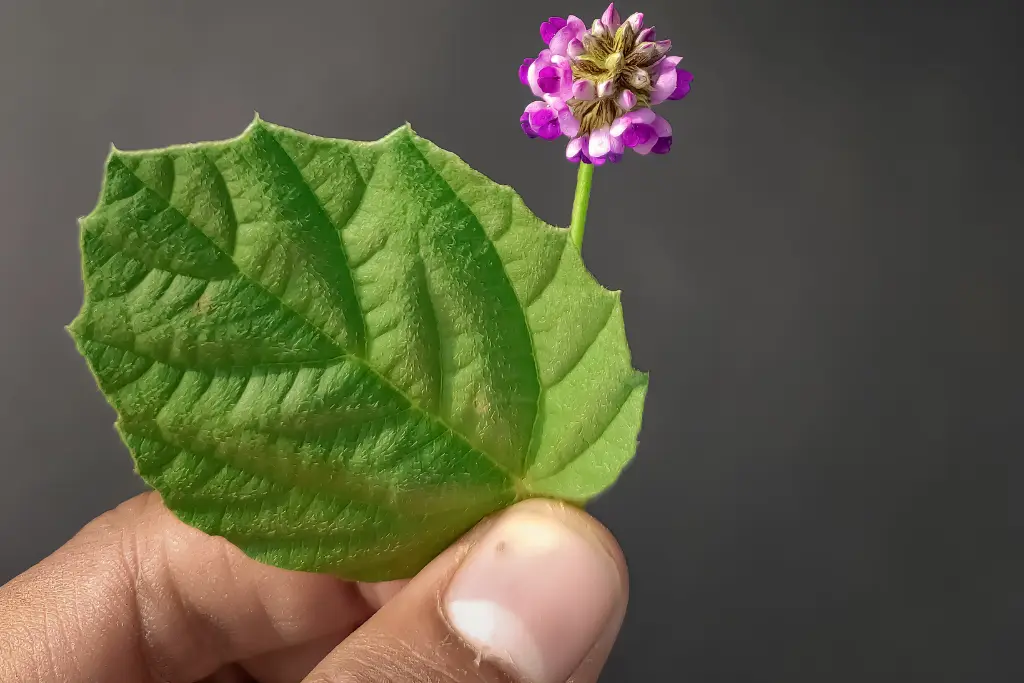 Dłoń trzymająca roślinę Psoralea corylifolia, z której pozyskuje się bakuchiol