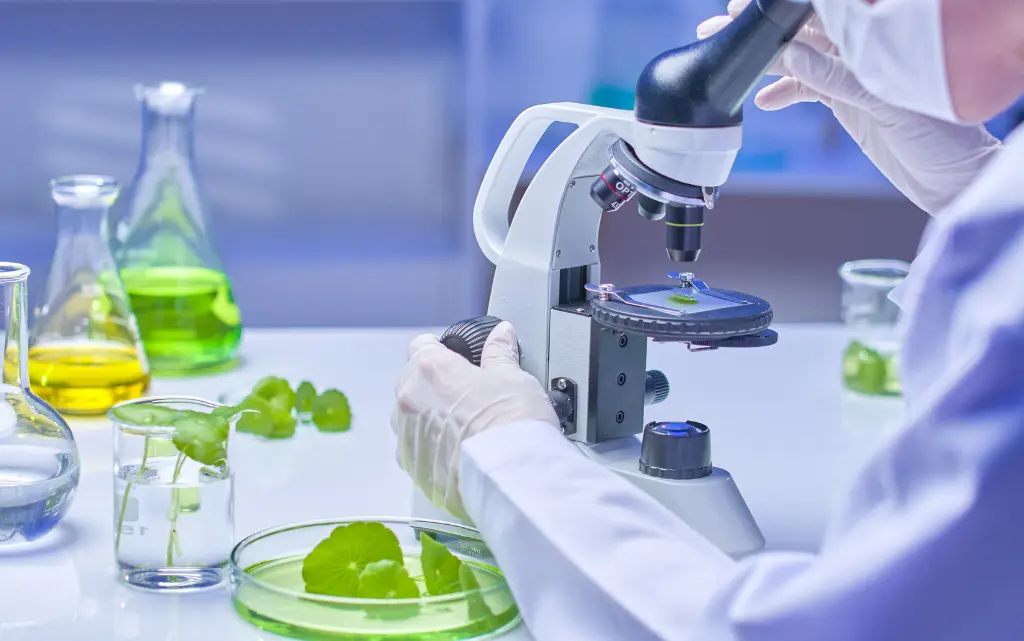 Mężczyzna w laboratorium bada pod mikroskopem liście wąkrotki azjatyckiej 