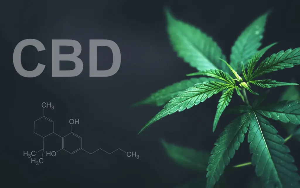 Na czarnym tle liść konopi, obok wzór chemiczny CBD